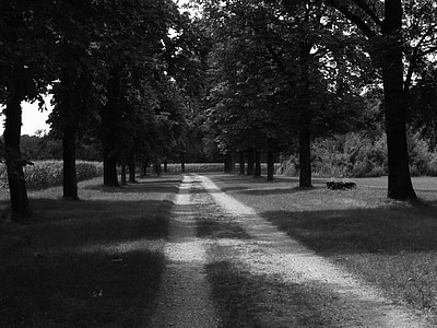 black and white, black and white photo, wood, avenue, trees, sun, mood