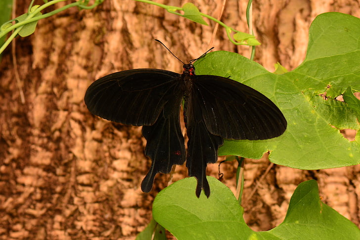 Motyl, aksamit, swallowtail, Natura, skrzydła, czarny, owad