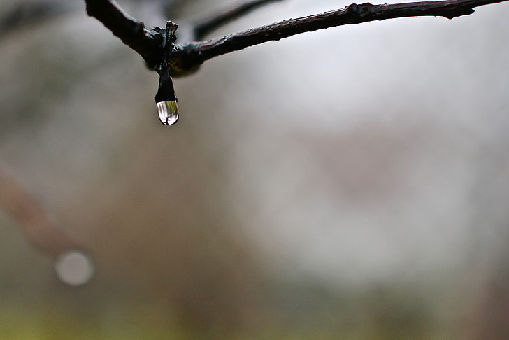 капка вода, Есен, дъжд, растителна