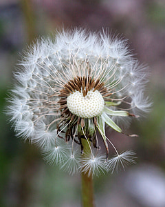 dandelion, weeds, plant, seed head, lawn, fluffy, seeds