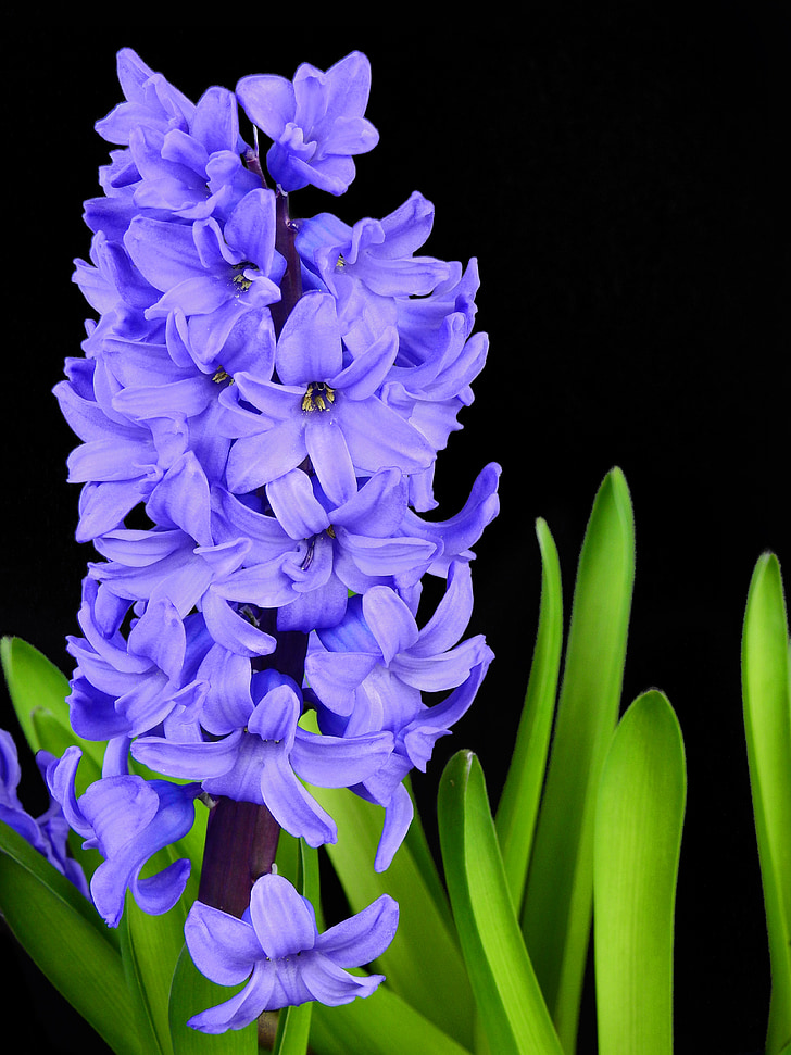 flower, blossom, bloom, spring, nature, plant, hyacinth