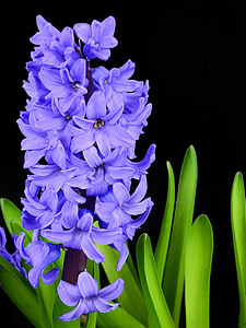 flower, blossom, bloom, spring, nature, plant, hyacinth