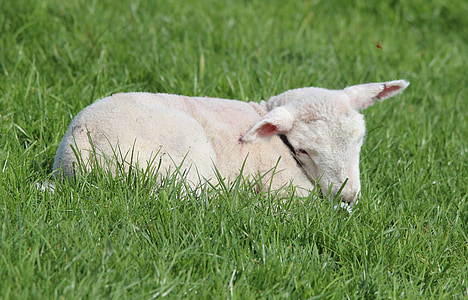 deichschaf, 羔羊, 羊, 农场, 可爱, 复活节的羊, 逾越节的筵席