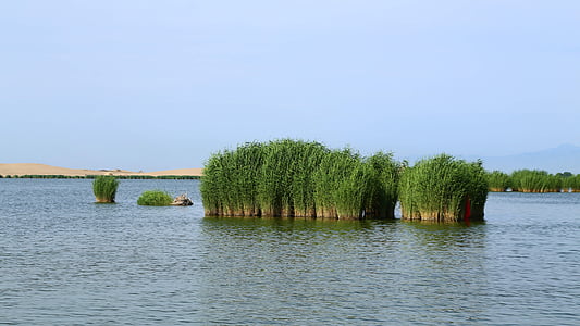 blue sky, sand sea, the scenery, lake, water, reed, nature