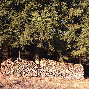 kanten af skoven, bunke af træ, efterår, stammen, natur, skovstien, Forest trail