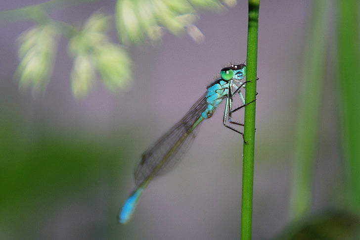 Dragonfly, hmyz, makro, Zavřít, modrá vážka, Příroda, světlo