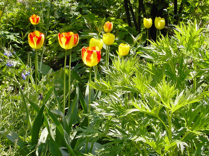 tulipaner, hage, blomster
