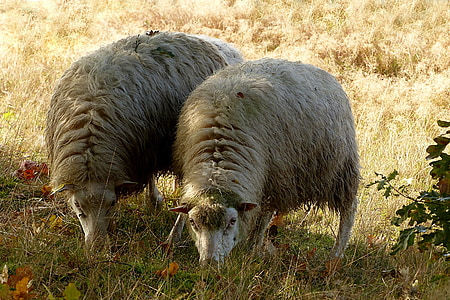 động vật, chăn nuôi, con cừu, ovisgmelini aries, foraging, mùa thu