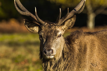 Deer, Park, Windsor, Luonto, Englanti
