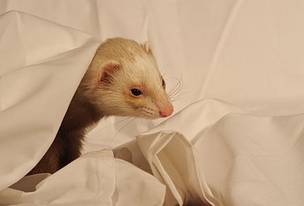 ferret, white sheet, domestic animal, one animal, animal themes, indoors, pets