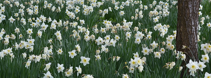 Frühling, Blumen, Natur, Ostern-Blume, Narcis, Blume, Facebook-Hintergrund