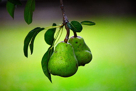 pear, fruit, green, green leaves, food and drink, hanging, green color