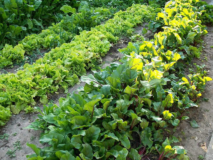 Huerta, forår, vegetabilsk, plante, grøn farve, vækst, friskhed