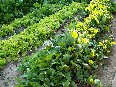 Huerta, kevään, Kasvis, kasvi, vihreä väri, kasvu, tuoreus