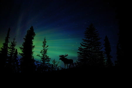 moose, animal, christmas, christmas card, starry sky, nature, landscape