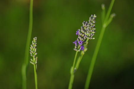 Lavender, tanaman, Lavender di Taman, ungu, bunga, ungu, bidang Lavender