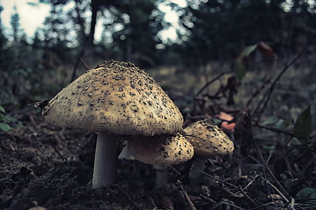champignon, champignon, champignons, nature, plante, Forest, sauvage