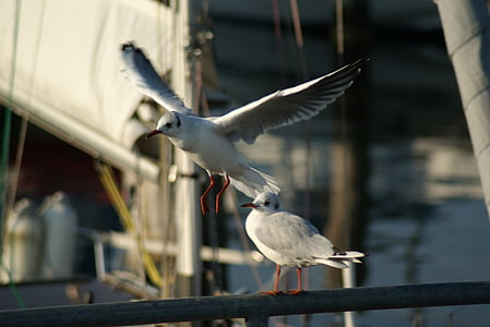 boot, kapal layar, Gull, Laut Baltik, Jerman, pengiriman, burung