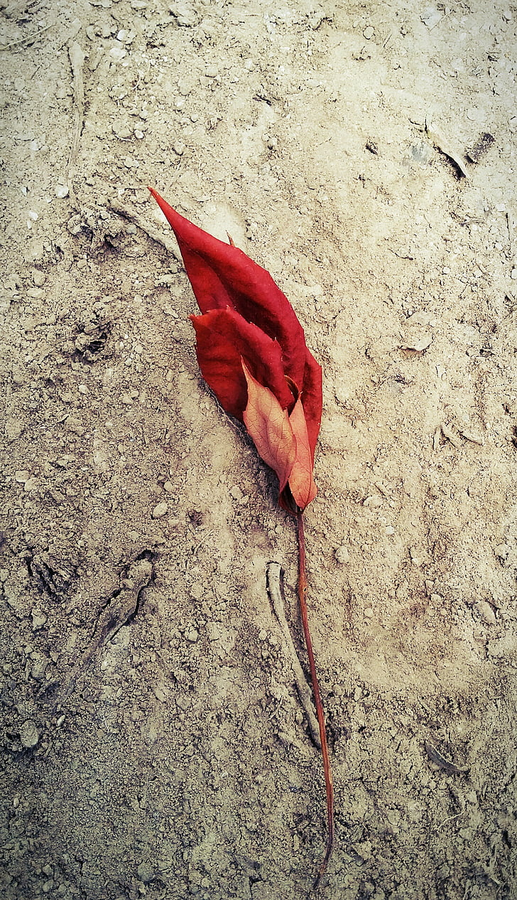 leaf, leaves, red, fallen, dirt, ground, simple