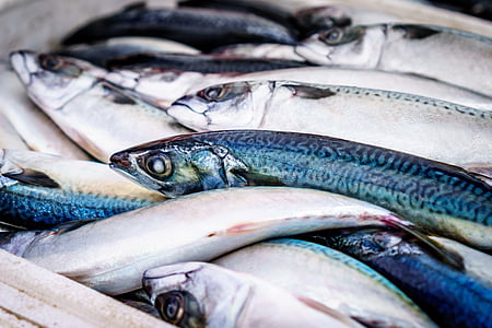 kala, värske, turu, toidu, mereannid, terve, toores