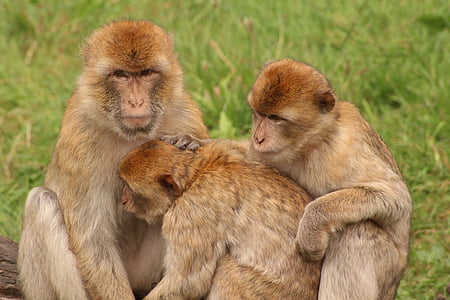 원숭이, 동물 가족, 달콤한, 귀여운, 동물원, 솜 털, 포유 동물