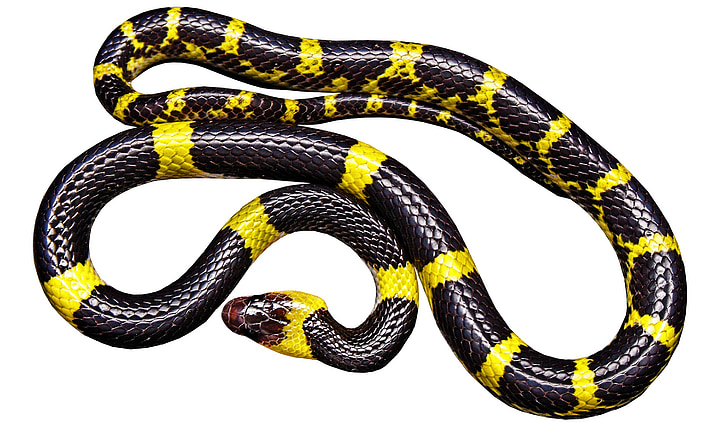 snake, black yellow, non toxic, isolated, animal, reptile