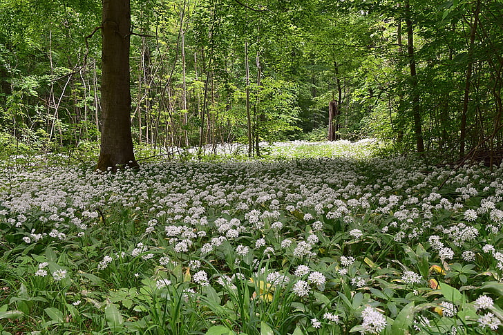 bear's garlic, forest, spring, kitchen herb, deciduous forest