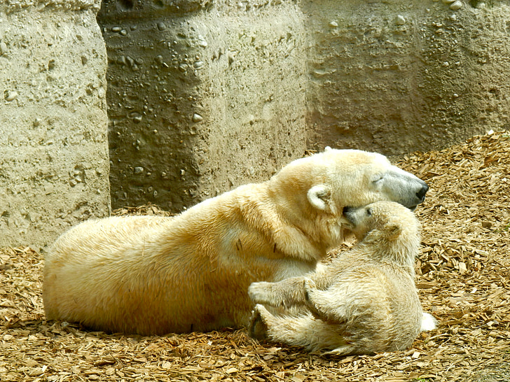 urso polar, filhote de urso polar, urso polar bebê, animal jovem, jardim zoológico, Tiergarten, predador