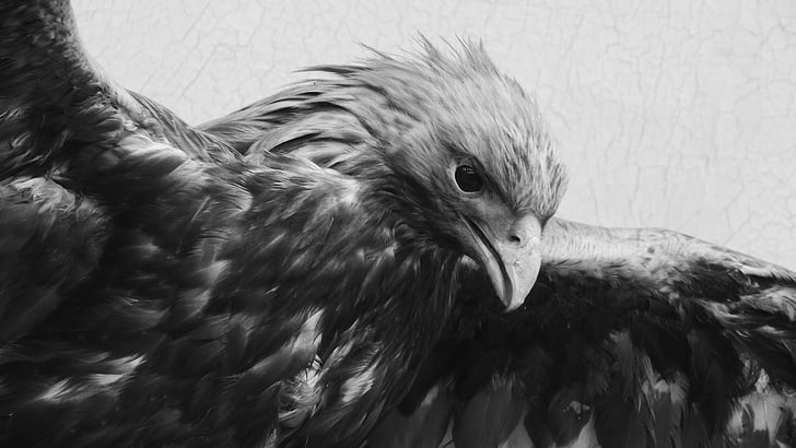 bird of prey, stuffed, museum, exhibit, predator, feather, beak