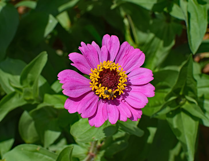 heißes rosa Dahlie mit Biene, Biene, Blume, Blüte, Bloom, Anlage, Garten