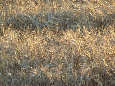pšenice, pole, jídlo, farma, sklizeň, Oříznout, zrno