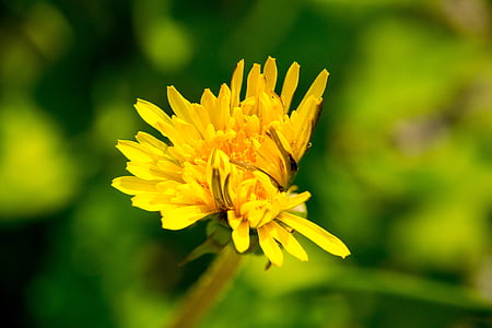 dandelion, blossom, bloom, yellow, flower, pointed flower, macro
