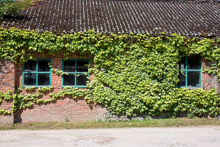 ivy, window, windows, old, brick, building, shed
