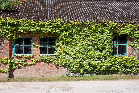 Ivy, jendela, Windows, lama, batu bata, bangunan, gudang