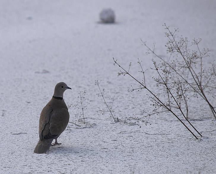 dove, bird, white, nature, pigeon, snow