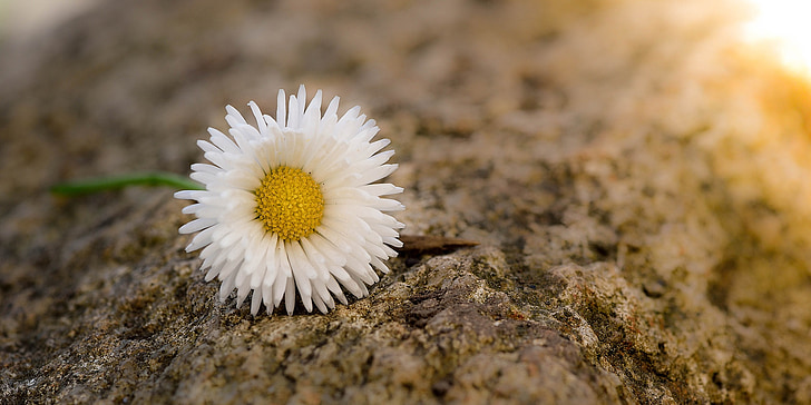 Daisy, kwiat, spiczaste kwiat, kwiat, Bloom, biało żółty, kamień