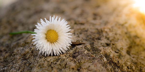 daisy, flower, pointed flower, blossom, bloom, white-yellow, stone