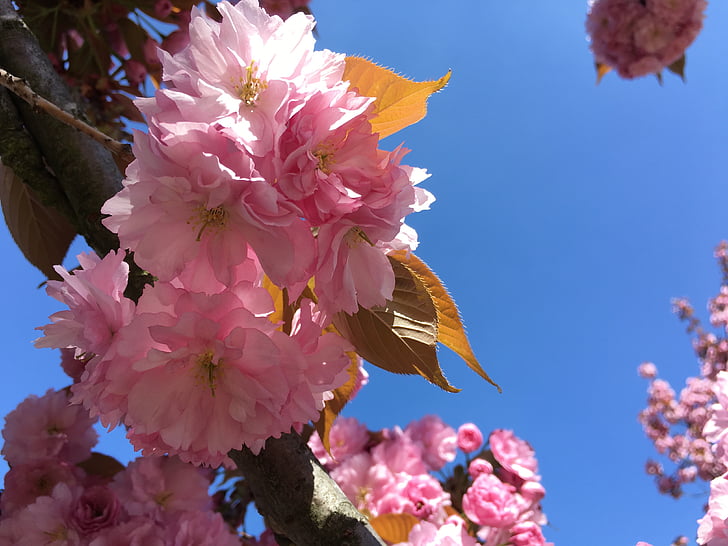 våren, blomma, Rosa, japanskt körsbär, naturen, Vårens blommor, Cherry