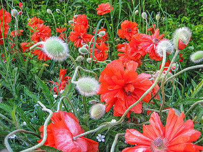 Rosella, flor, l'estiu, foc-mohn, vermell, flor de rosella, flor