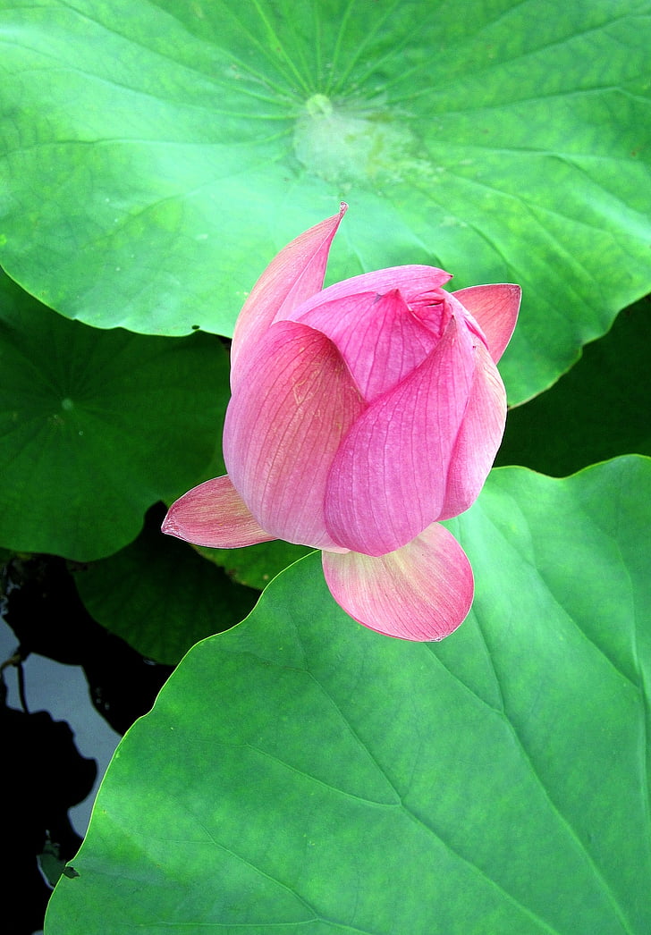 Lotus, rosa, Lotus blad, grønn, bud, frisk, blomster og planter