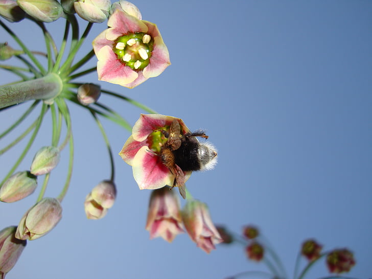 bumblebee, Hoa, bầu trời, Sunny, mật hoa, Hoa, mùa xuân