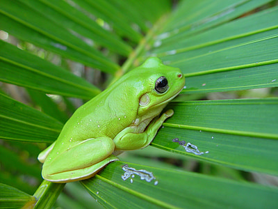 žaba, Palm, vejárovitou list, Zelená, malé, makro, obojživelníkov