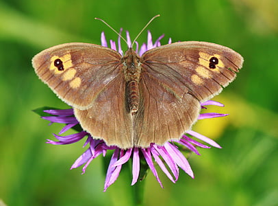 meadow brown, butterfly, butterflies, insect, wing, blossom, bloom