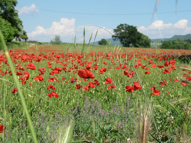 poppies, red, field, grass, landscape, nature, france