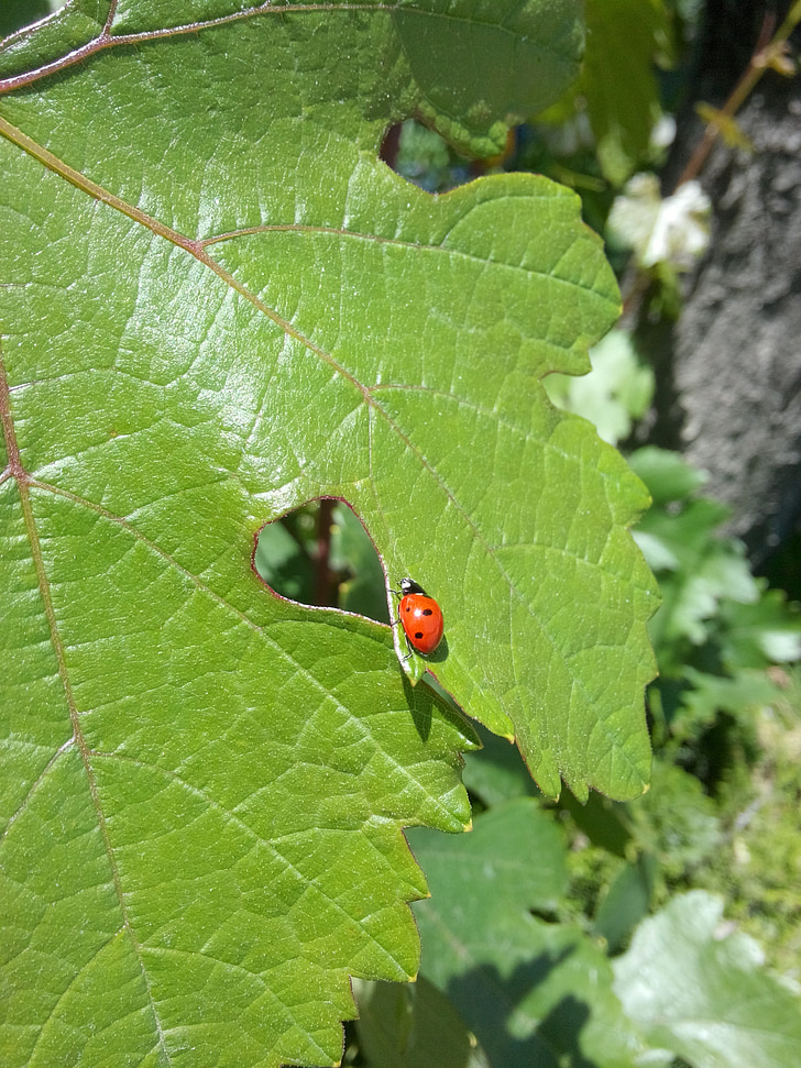 Ladybug, blader, suspendert, blad