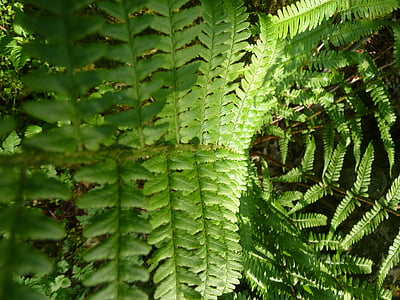 fern, green, forest, plant, nature, leaf fern, macro