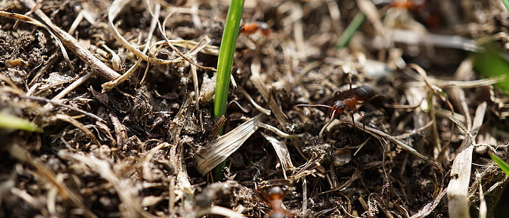 ant, anthill, ant hill, nature, meadow ants, close
