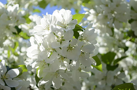 Apple розквітає, Весна, дерево, святковий фейєрверк, Яблунева квітка, с., цвітіння