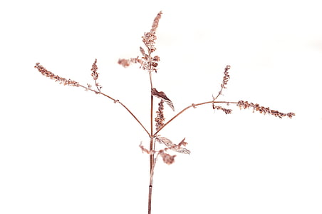 plant, dry, faded, seeds, winter, nature, frozen