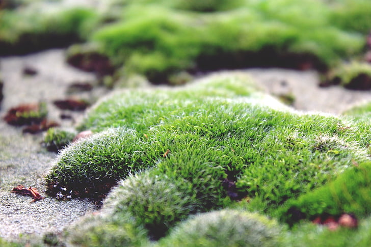 Moss, tierra, piso de piedra, verde, naturaleza, otoño, planta